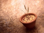 Health Benefits of Sprouted Grains
