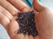 Chia seeds may help lower heart health risks