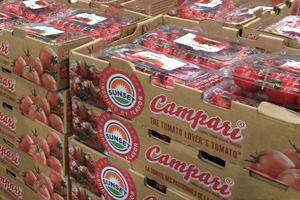Sunset Campari Tomatoes